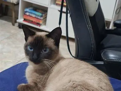 Gato raça Siamês idade 2 a 6 meses nome Franboesa