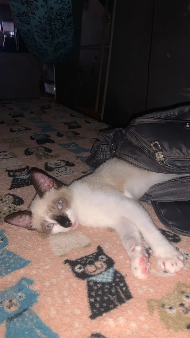 Gato raça Siamês idade 2 a 6 meses nome NÃO TEM
