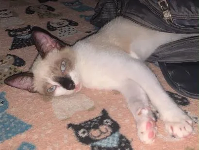 Gato raça Siamês idade 2 a 6 meses nome NÃO TEM
