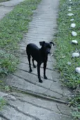 Preto