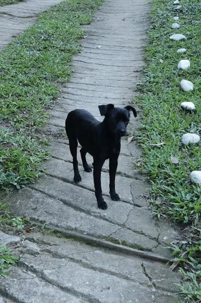 Cachorro raça SRD-ViraLata idade 1 ano nome Preto