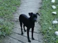 Preto