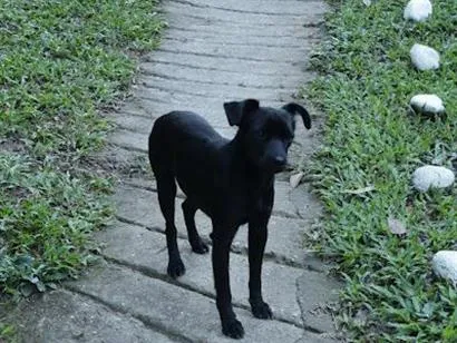 Cachorro raça SRD-ViraLata idade 1 ano nome Preto