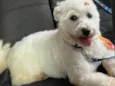 Apolo