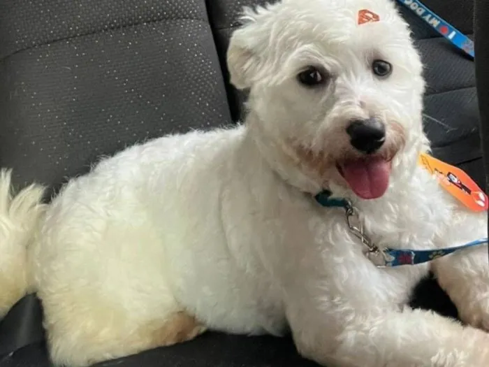 Cachorro raça SRD-ViraLata idade 3 anos nome Apolo
