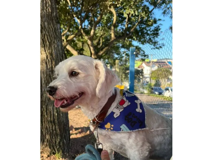 Cachorro raça SRD-ViraLata idade 3 anos nome Apolo