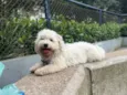 Apolo