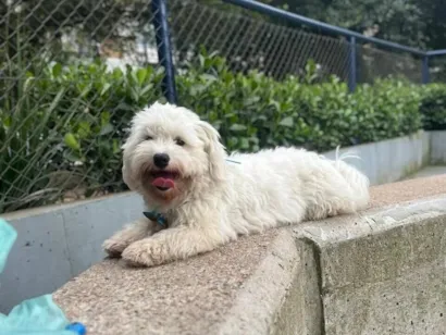 Cachorro raça SRD-ViraLata idade 3 anos nome Apolo