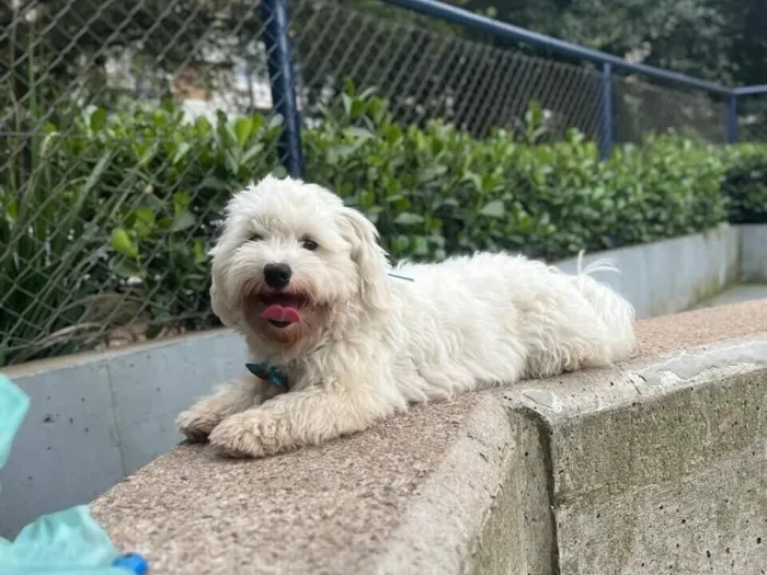 Cachorro raça SRD-ViraLata idade 3 anos nome Apolo