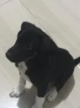 Sherlock 