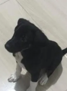 Cachorro raça SRD-ViraLata idade 2 a 6 meses nome Sherlock 