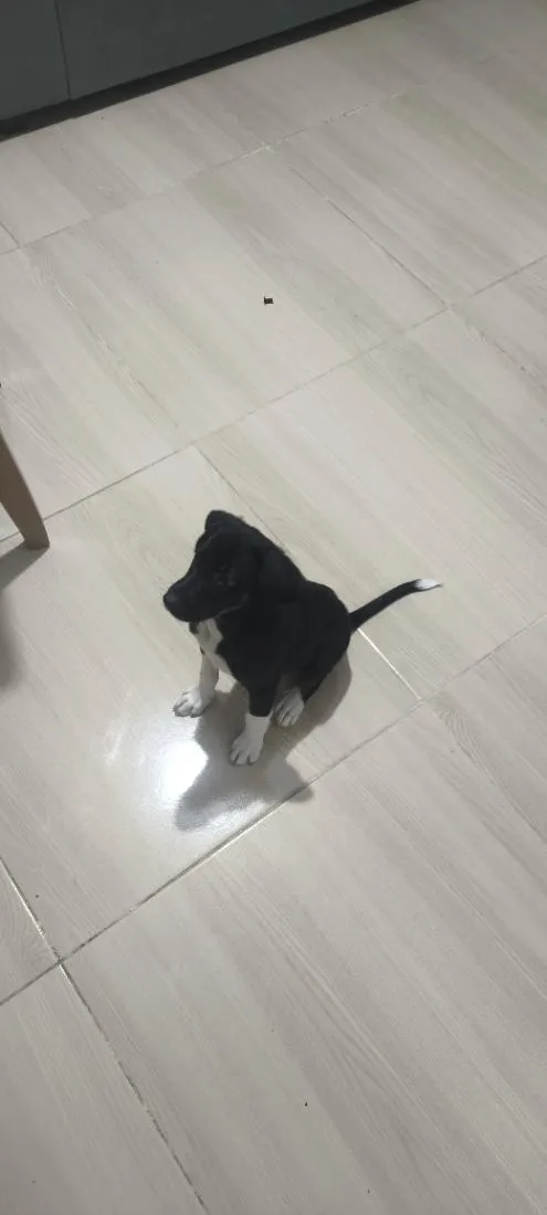 Cachorro raça SRD-ViraLata idade 2 a 6 meses nome Sherlock 
