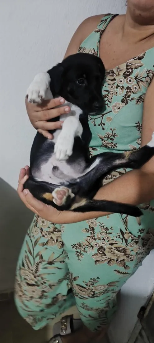 Cachorro raça SRD-ViraLata idade 2 a 6 meses nome Sherlock 
