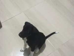 Cachorro raça SRD-ViraLata idade 2 a 6 meses nome Sherlock 