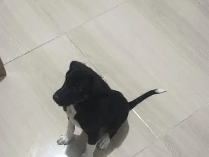 Cachorro raça SRD-ViraLata idade 2 a 6 meses nome Sherlock 
