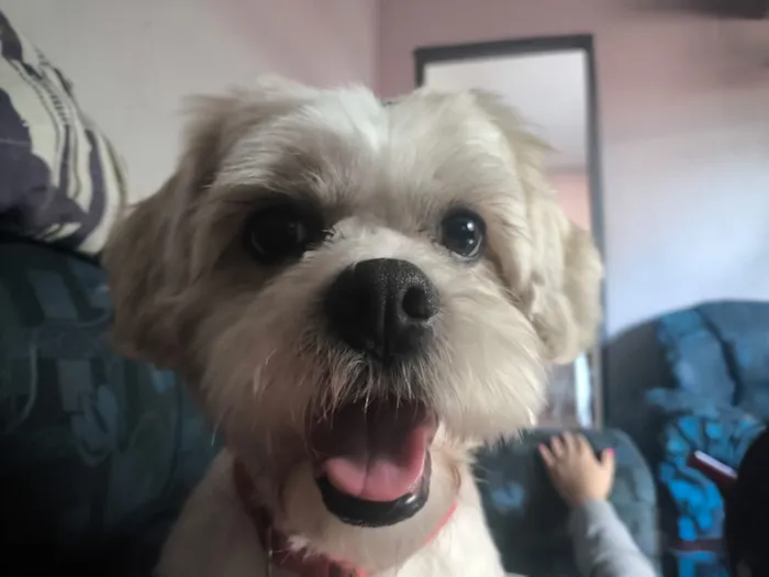 Cachorro raça Lhasa Apso idade 5 anos nome Robson