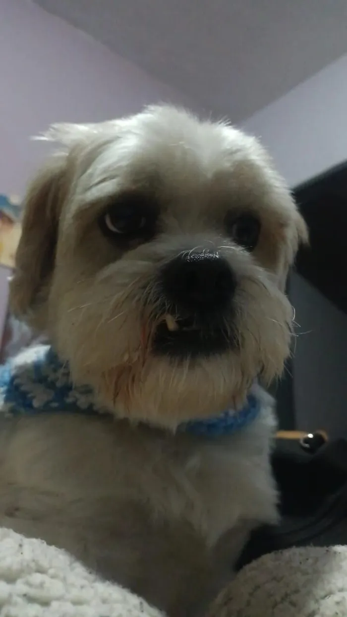 Cachorro raça Lhasa Apso idade 5 anos nome Robson