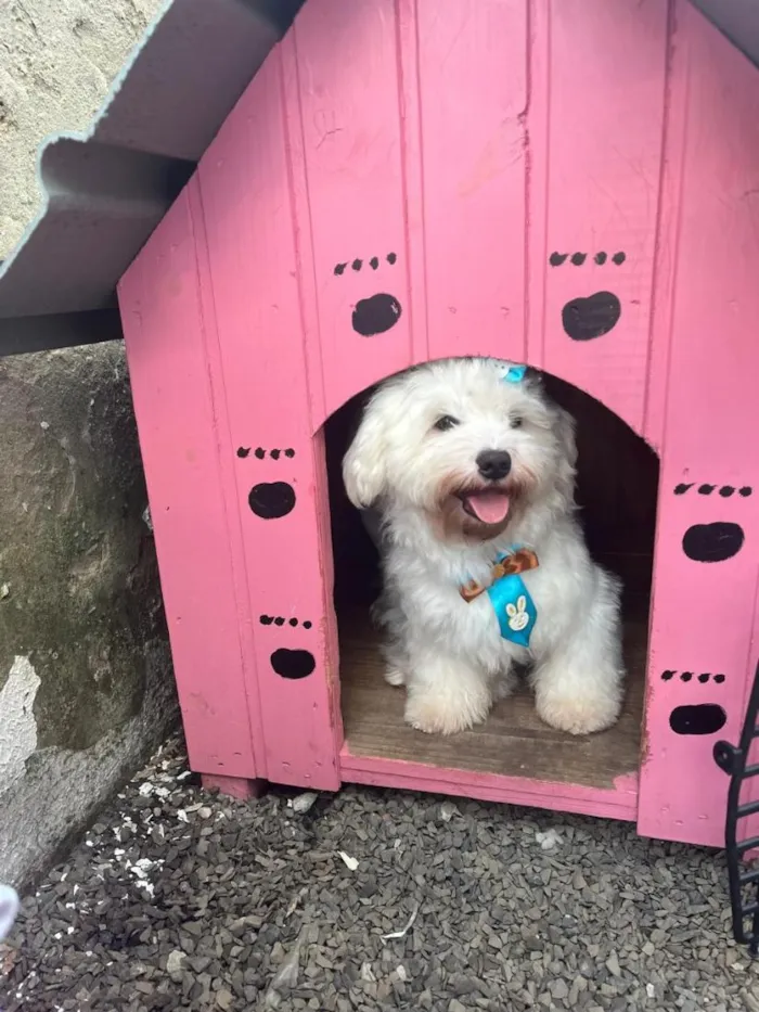 Cachorro raça SRD-ViraLata idade 3 anos nome Apolo