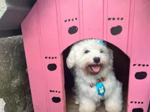Cachorro raça SRD-ViraLata idade 3 anos nome Apolo