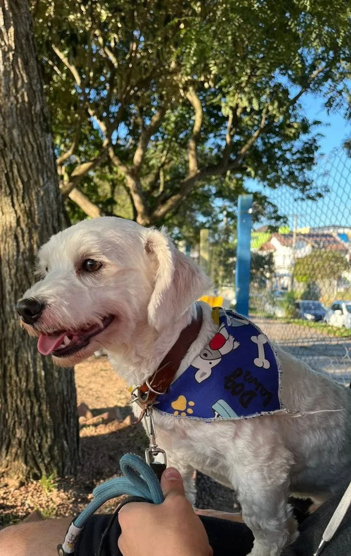 Cachorro raça SRD-ViraLata idade 3 anos nome Apolo