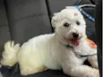 Apolo