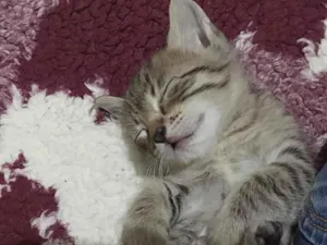 Gato raça SRD-ViraLata idade 2 a 6 meses nome tigradinho 