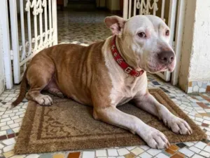 Cachorro raça Pit-Bull idade 2 anos nome Lily
