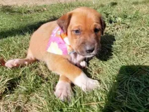 Cachorro raça SRD-ViraLata idade Abaixo de 2 meses nome BONECA