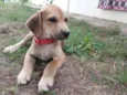 PERDIGUEIRA