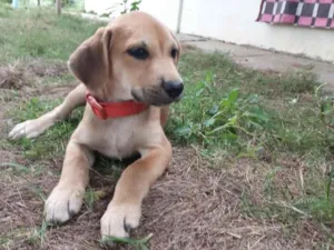 Cachorro raça SRD-ViraLata idade 2 a 6 meses nome PERDIGUEIRA
