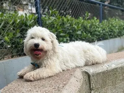 Cachorro raça SRD-ViraLata idade 3 anos nome Apolo