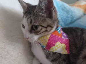 Gato raça SRD-ViraLata idade 2 a 6 meses nome FLOQUINHA