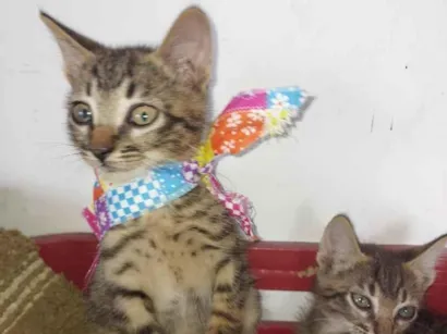 Gato raça SRD-ViraLata idade 2 a 6 meses nome TIGREZA