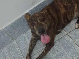 Cachorro raça SRD-ViraLata idade 2 anos nome Marley