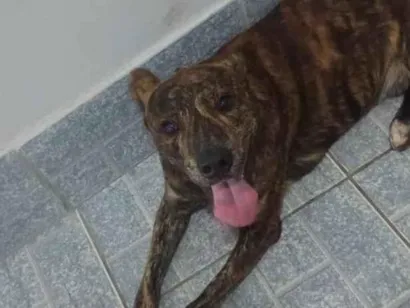 Cachorro raça SRD-ViraLata idade 2 anos nome Marley