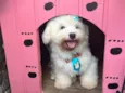 Apolo