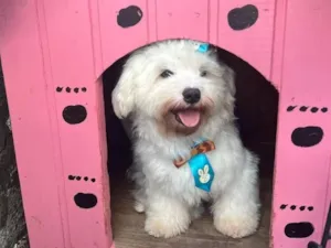 Cachorro raça SRD-ViraLata idade 3 anos nome Apolo