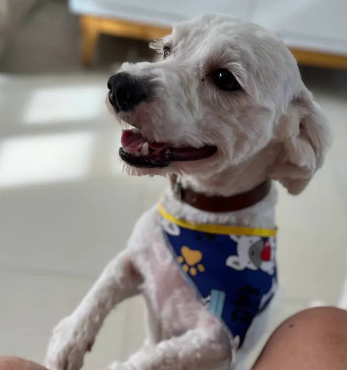 Cachorro raça SRD-ViraLata idade 3 anos nome Apolo
