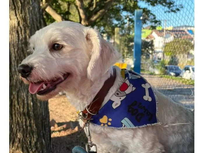 Cachorro raça SRD-ViraLata idade 3 anos nome Apolo
