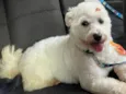 Apolo