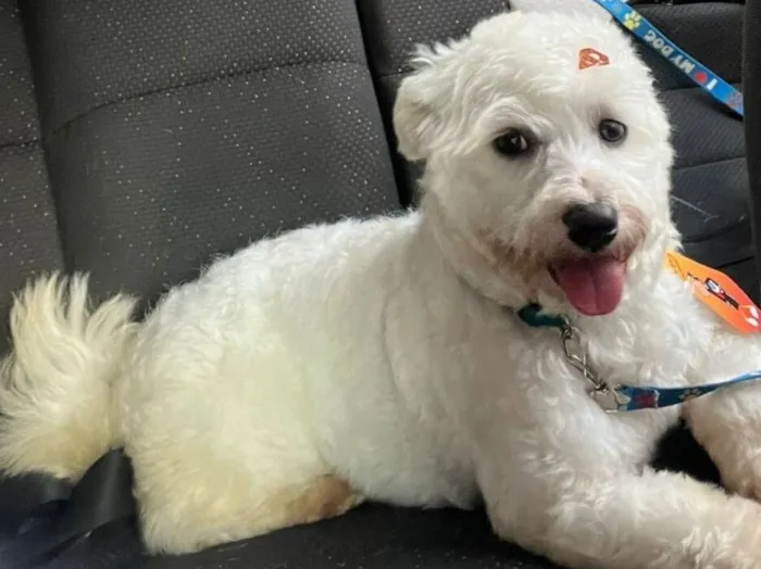Cachorro raça SRD-ViraLata idade 3 anos nome Apolo