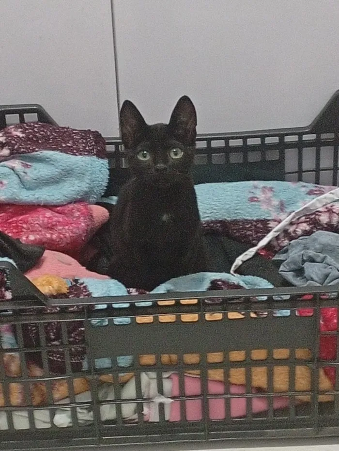 Gato raça SRD-ViraLata idade 2 a 6 meses nome jiji