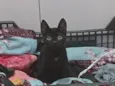 jiji