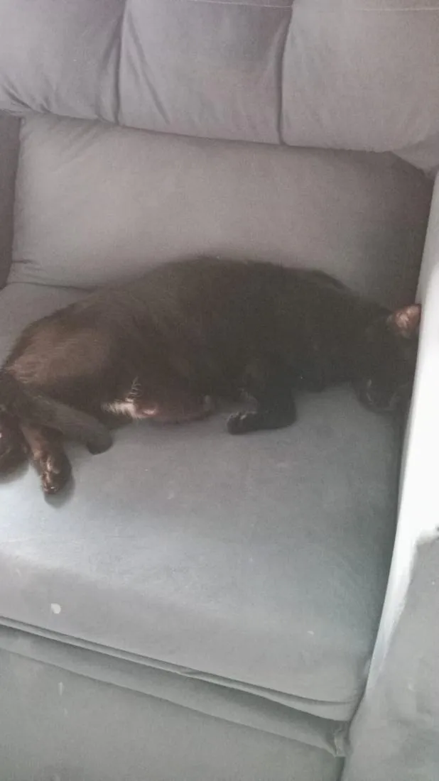 Gato raça SRD-ViraLata idade 2 anos nome Morpheus