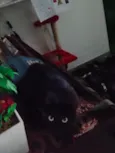 Morpheus