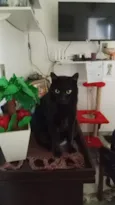 Morpheus