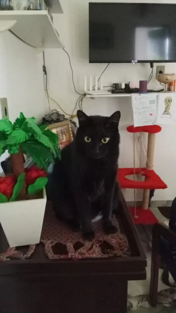 Gato raça SRD-ViraLata idade 2 anos nome Morpheus