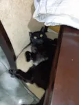 Morpheus