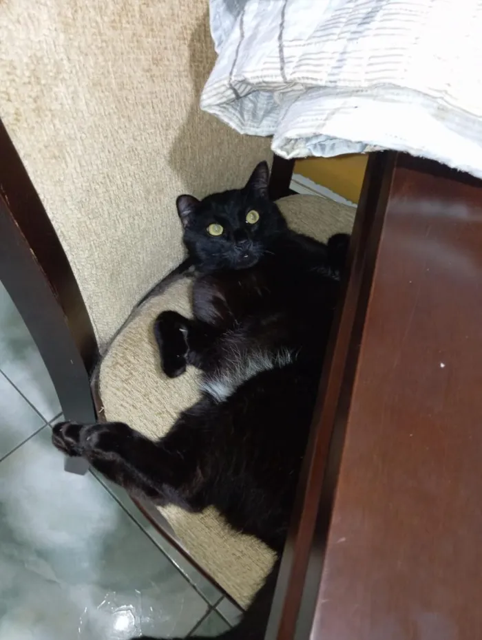 Gato raça SRD-ViraLata idade 2 anos nome Morpheus