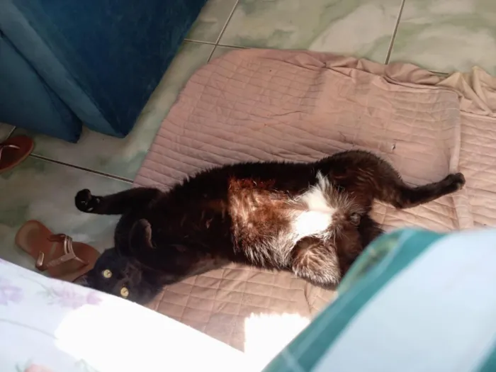 Gato raça SRD-ViraLata idade 2 anos nome Morpheus